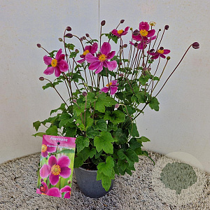Anemone h. 'Splendens' 25-30 cm 2,5L