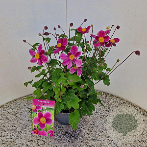 Anemone h. 'Splendens' 25-30 cm 2,5L