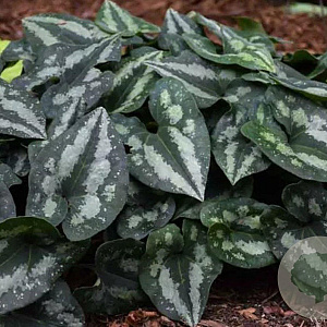 Asarum splendens GM P9