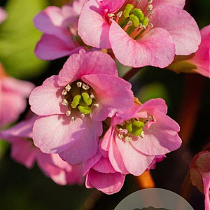 Bergenia 'Rosi Klose' GM P9