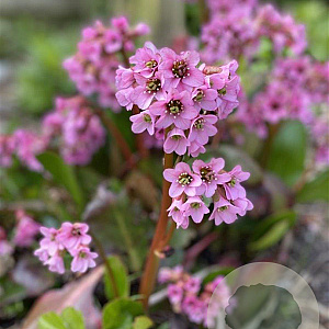 Bergenia 'Rosi Klose' GM P9