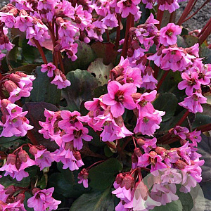 Bergenia 'Rosi Klose' GM P9