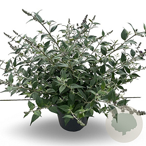 Buddleja 'Blue Chip' 50-55 cm 5,0L