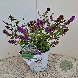 Buddleja 'Blue Chip' 50-55 cm 5,0L