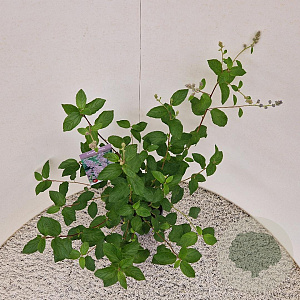 Ceanothus del. 'Gloire de Versaille 40-45 cm 2,5L