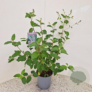 Ceanothus del. 'Gloire de Versaille 40-45 cm 2,5L