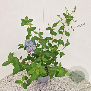 Ceanothus del. 'Gloire de Versaille 40-45 cm 2,5L