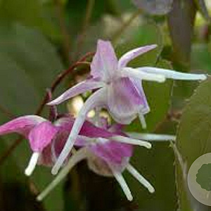 Epimedium gr. 'Purple Pixie' GM P9