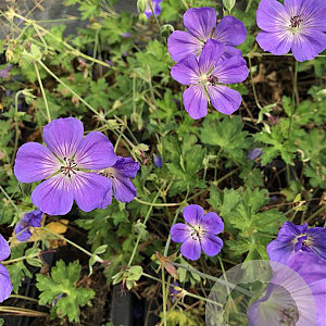 Geranium Rozanne GM P9