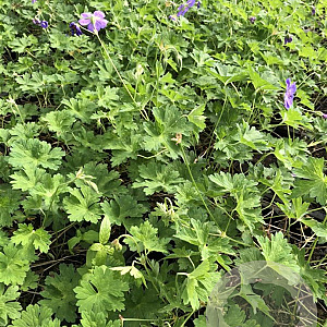 Geranium Rozanne GM P9