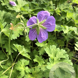 Geranium Rozanne GM P9