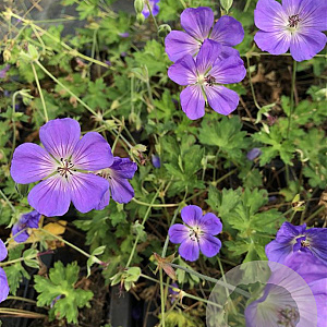 Geranium Rozanne GM P9