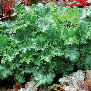 Heuchera 'Apple Crisp' GM P9