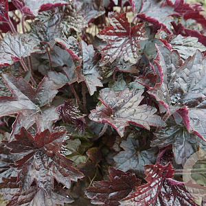 Heuchera 'Blackout' GM P9