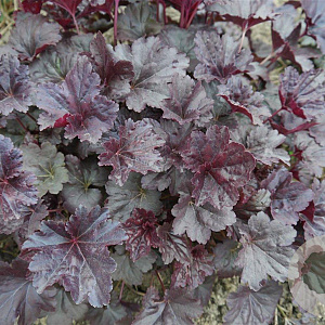 Heuchera 'Black Sea' GM P9