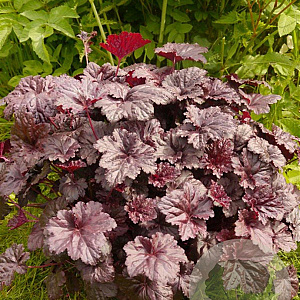 Heuchera 'Black Sea' GM P9