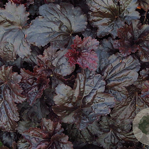 Heuchera 'Black Sea' GM P9