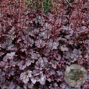 Heuchera 'Can Can' GM P9