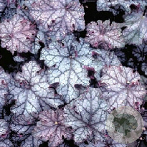 Heuchera 'Can Can' GM P9