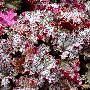 Heuchera 'Can Can' GM P9