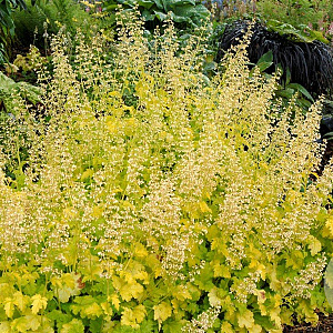 Heuchera 'Lime Rickey' GM P9