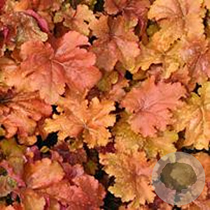 Heuchera 'Marmalade' GM P9