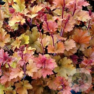 Heuchera 'Marmalade' GM P9