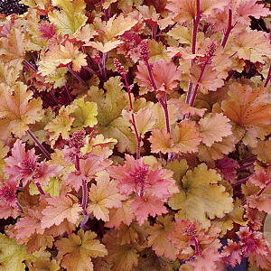 Heuchera 'Marmalade' GM P9