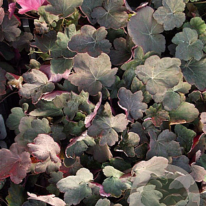 Heuchera 'Mocha' GM P9