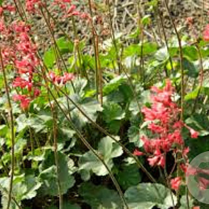 Heuchera 'Pluie de Feu' GM P9