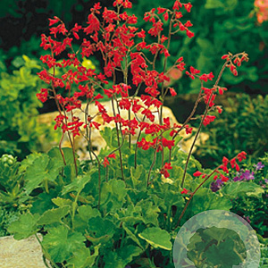 Heuchera 'Pluie de Feu' GM P9