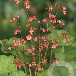 Heuchera 'Pluie de Feu' GM P9
