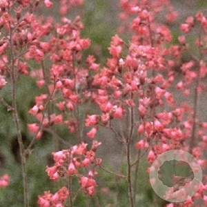 Heuchera 'Pluie de Feu' GM P9