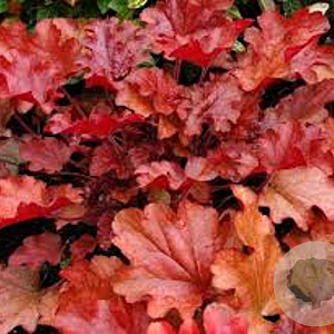 Heuchera 'Peach Flambé' GM P9