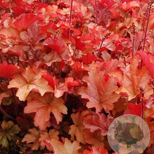 Heuchera 'Peach Flambé' GM P9