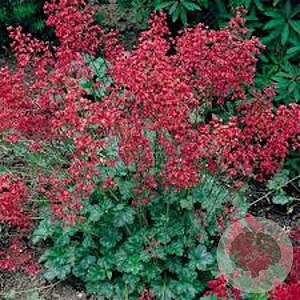 Heuchera sang. Bressingham Hybrids GM P9