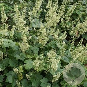 Heuchera villosa 'Chantilly' GM P9
