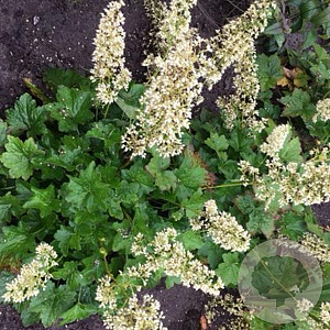 Heuchera villosa 'Chantilly' GM P9