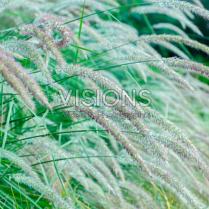 Pennisetum or. 'Fairy Tails' GM P9
