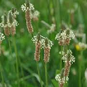 Plantago lanceolata GM P9