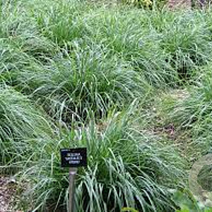 Sesleria 'Greenlee' GM P9