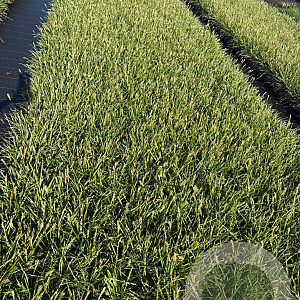 Sesleria 'Greenlee' GM P9