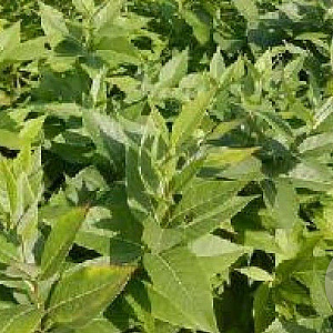 Amsonia illustris GM P9