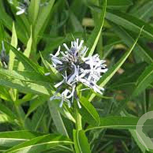 Amsonia illustris GM P9