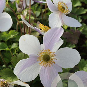 Anemone Wild Swan GM P9