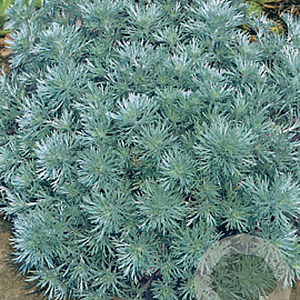 Artemisia schmidt. 'Nana' GM P9