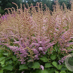 Astilbe c. 'Finale' GM P9