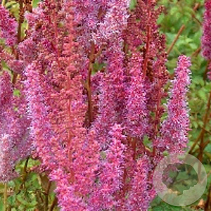 Astilbe c. 'Superba' GM P9