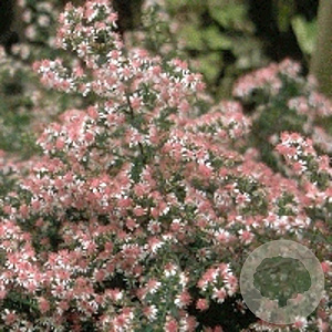 Aster l. 'Horizontalis' GM P9