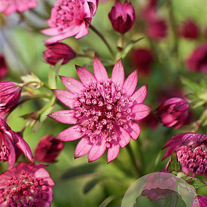 Astrantia m. Cerise Button GM P9